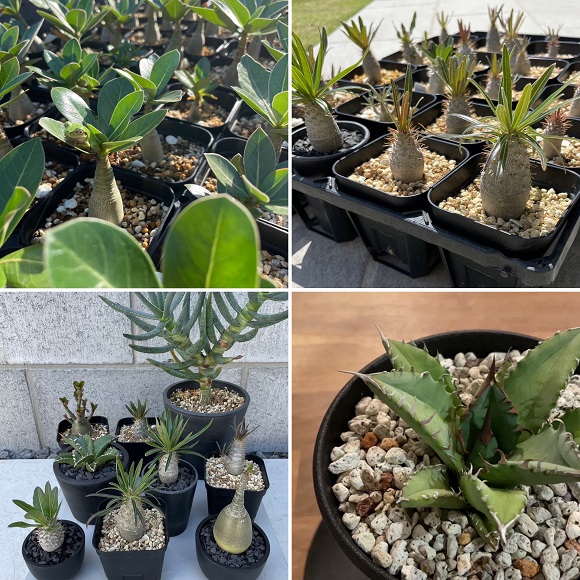 BEI PLANTS（ベイプランツ）